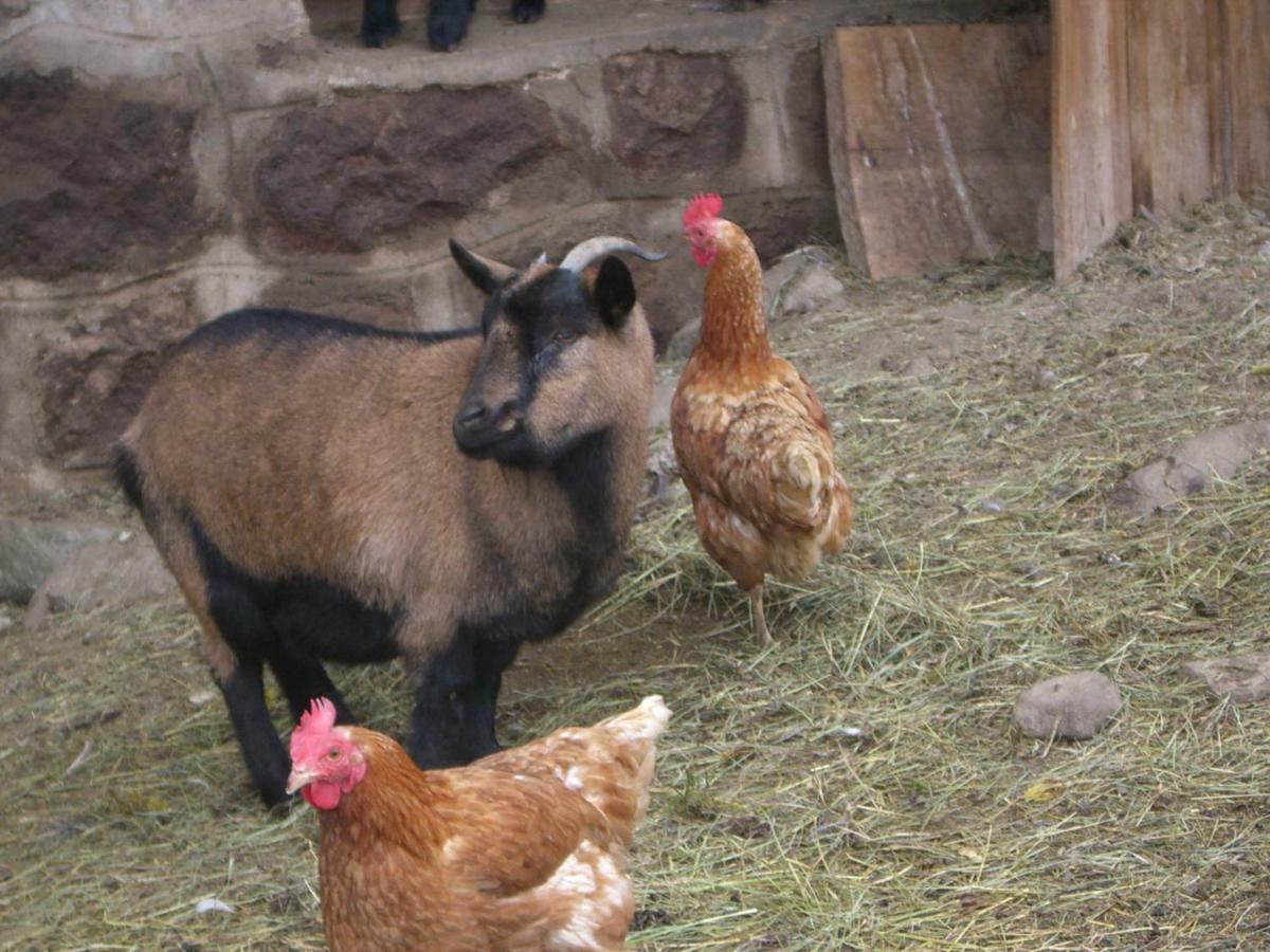 Kompatscherhof Castelrotto Zewnętrze zdjęcie